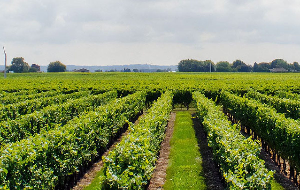 AGRIFORMARE #0 – la newsletter di ForAgri per la formazione in agricoltura