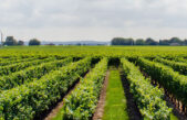 AGRIFORMARE #0 – la newsletter di ForAgri per la formazione in agricoltura