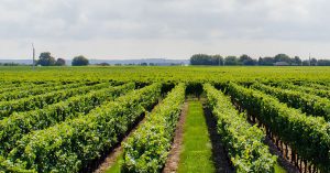 AGRIFORMARE #0 – la newsletter di ForAgri per la formazione in agricoltura